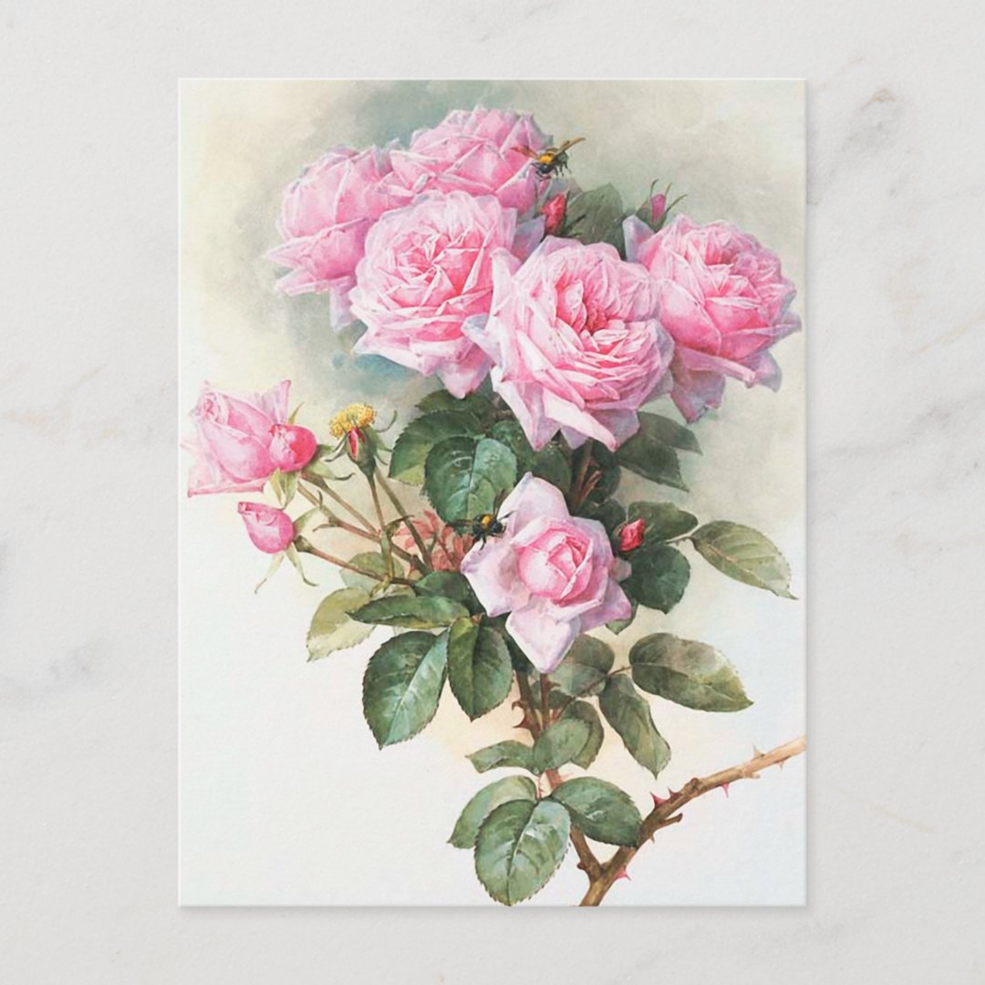 Vintage Pink Roses Painting Postcard | Zazzle
