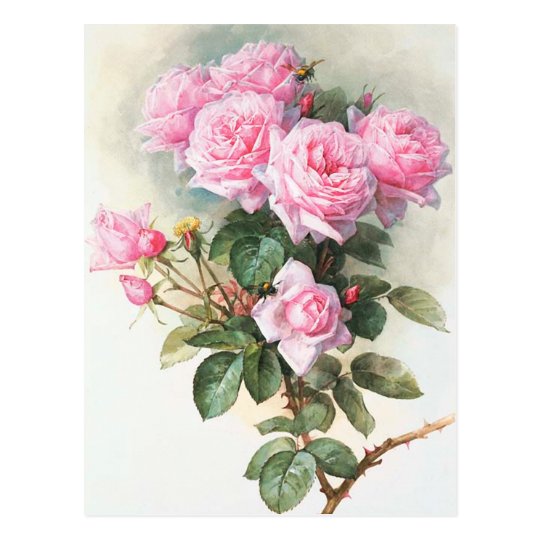 Vintage Pink Roses Painting Postcard | Zazzle.com