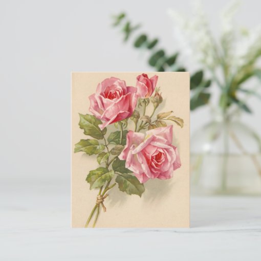 Vintage Pink Roses Postcard Zazzle