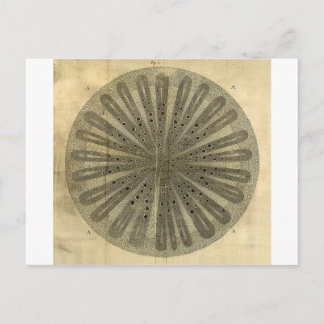 Vintage Plant Anatomy Postcard