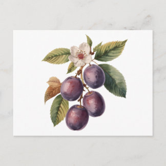 Vintage Plum Fruit Branch with Plum Blossom  Postcard