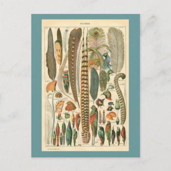 Vintage Plumes Postcard by knottysailor at Zazzle