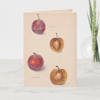 Vintage Plums Greeting Card by Customizables at Zazzle