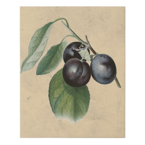 Vintage Plums Illustration Faux Canvas Print