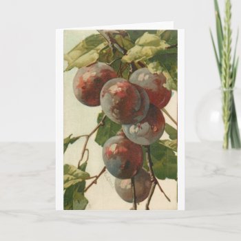 Vintage - Plums On The Tree  Card by AsTimeGoesBy at Zazzle