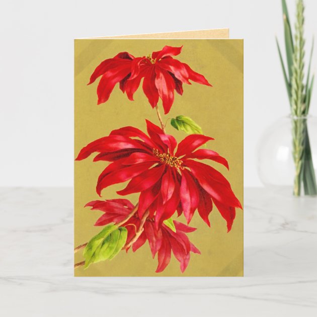 Vintage Poinsettia Christmas Card | Zazzle