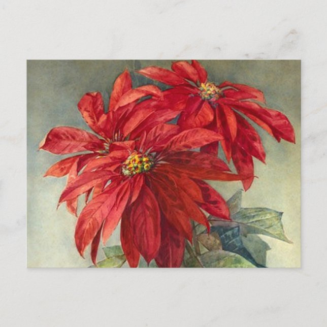 Vintage Poinsettia’s Christmas Holiday Postcard (Front)