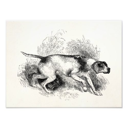 Vintage Pointer Hunting Dog 1800s Pointers Dogs Photo Print