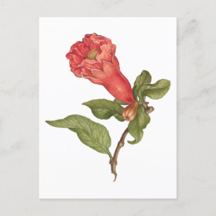 Vintage pomegranate flower blooming illustration  postcard