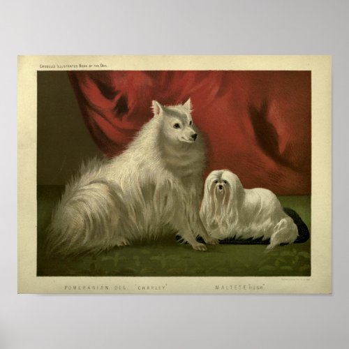 Vintage pomeranian and maltese dog painting poster