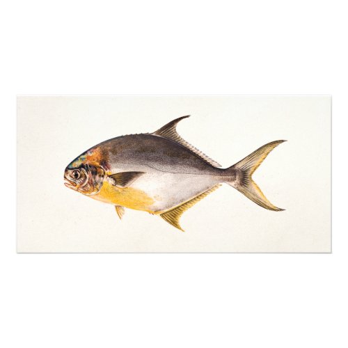 Vintage Pompano Fish_ Game Fishes Template Blank