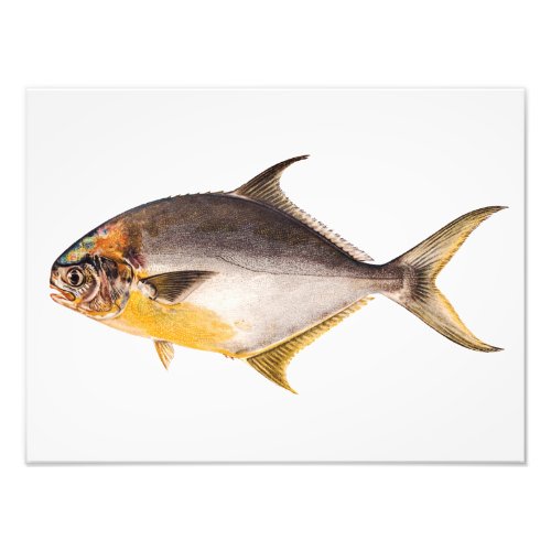 Vintage Pompano Fish_ Game Fishes Template Blank Photo Print