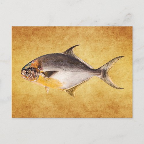 Vintage Pompano Fish_ Game Fishes Template Blank Postcard