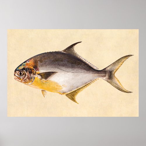 Vintage Pompano Fish_ Game Fishes Template Blank Poster