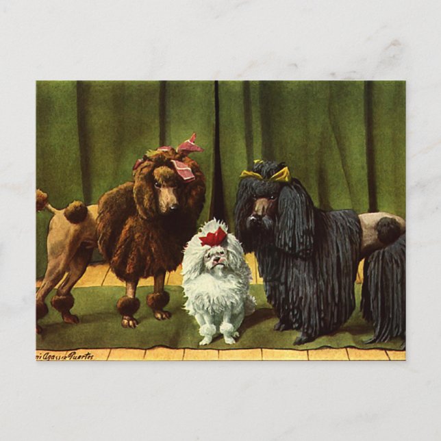 Vintage Poodle Dogs Postcard (Front)