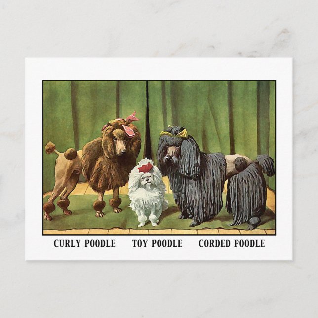 Vintage Poodles Postcard (Front)