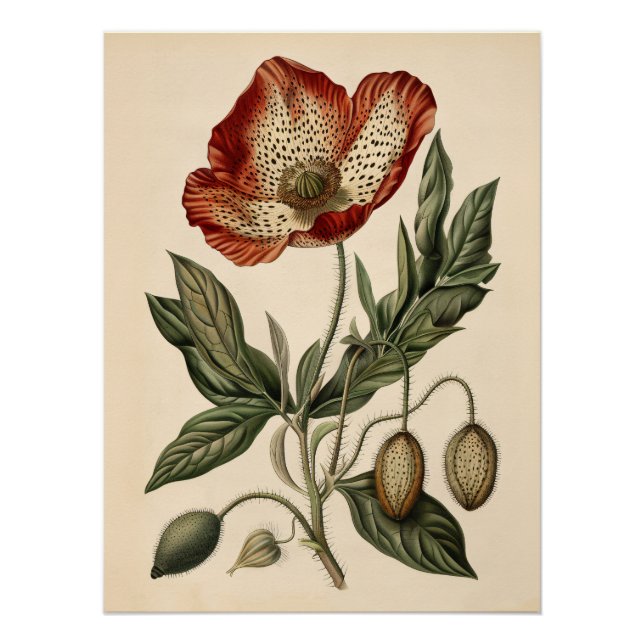 Vintage Poppy Botanical Illustration Decoupage Poster (Front)