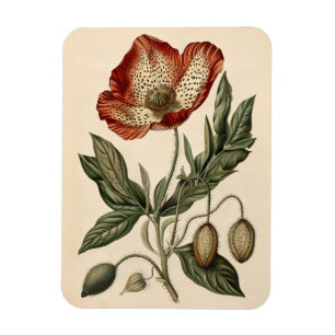 Vintage Poppy Botanical Illustration Flexible Magnet