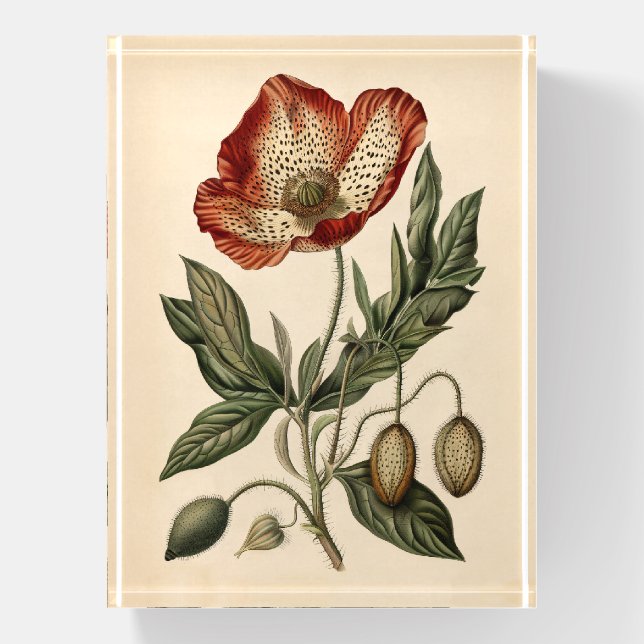 Vintage Poppy Botanical Illustration Paperweight (Vertical)