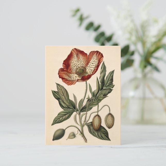 Vintage Poppy Illustration Postcard (Standing Front)