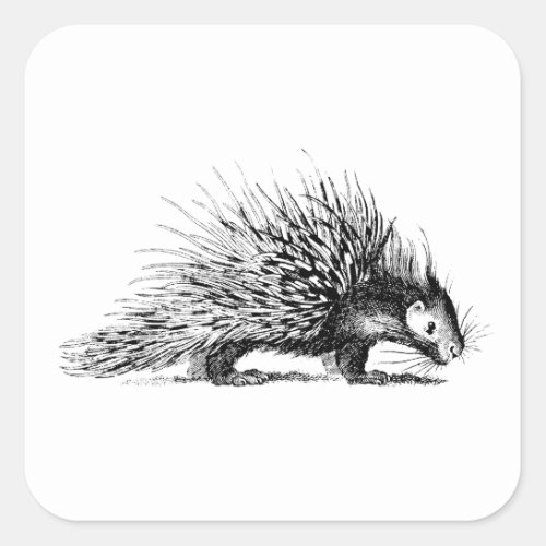Vintage Porcupine Illustration _ 1800s Porcupines Square Sticker