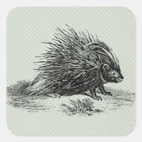 Vintage Porcupine Illustration Square Sticker