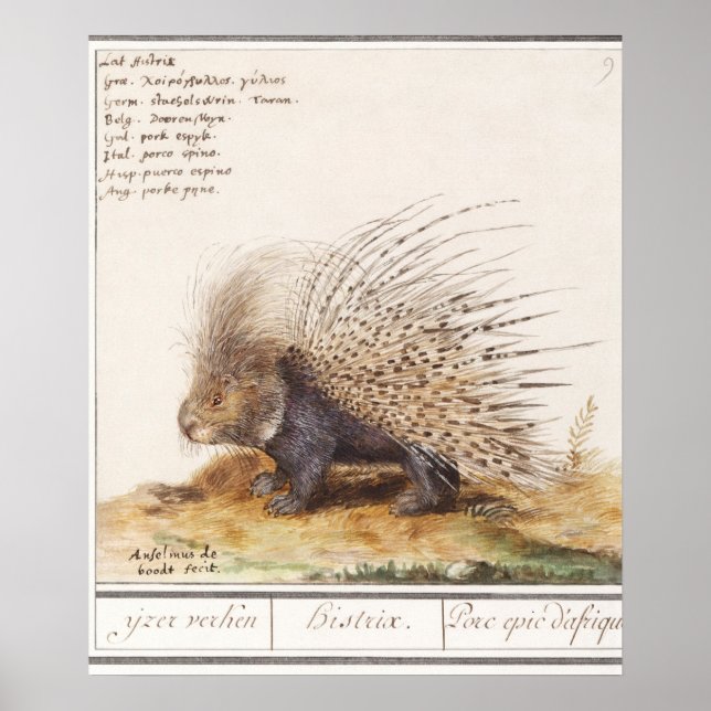 Vintage Porcupine Poster (Front)