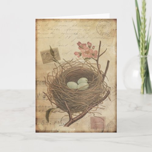 Vintage Postcard Bird Nest and Eggs