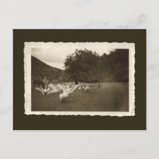 Vintage postcard - geese and horses