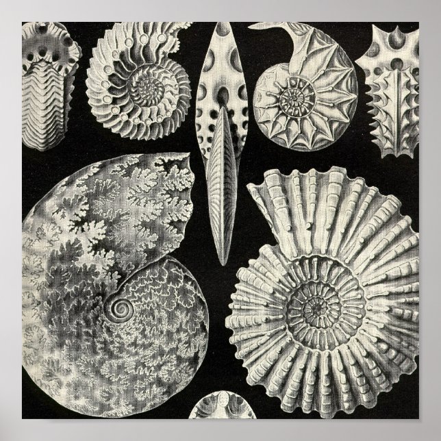 Vintage Poster (Front)