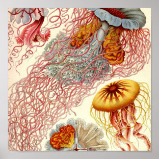 Vintage Sea Life Posters | Zazzle