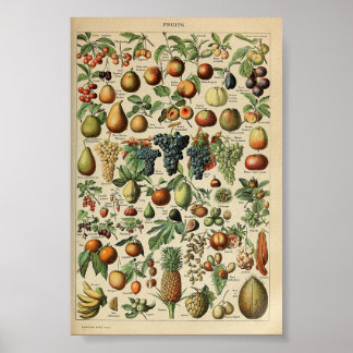 Vintage Poster Adolphe_Millot_fruits-pour_tous