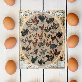 Vintage poultry birds chicken and rooster chart jigsaw puzzle