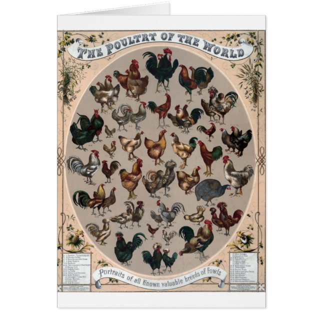Vintage - Poultry Breeds of the World, (Front)