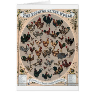 Vintage - Poultry Breeds of the World, Cards