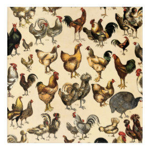 Vintage Poultry of the World Chicken Breed Art