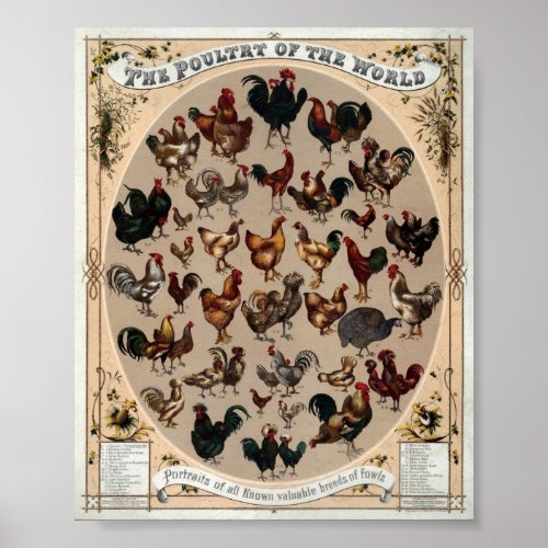 Vintage Poultry Of The World Print