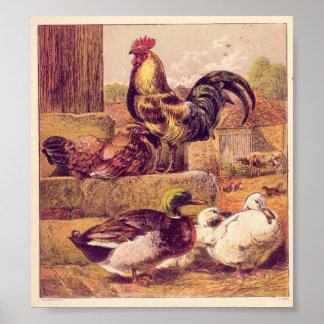 Vintage Poultry Poster