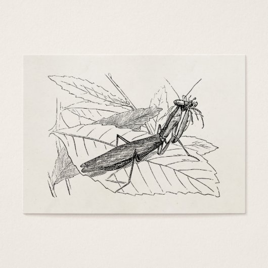Vintage Praying Mantis Insect Template (Front)