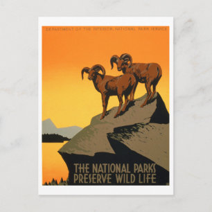 VIntage Preserve Wildlife Poster Postcard