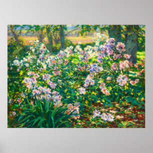 Vintage pretty flowers Windflowers illustration Poster