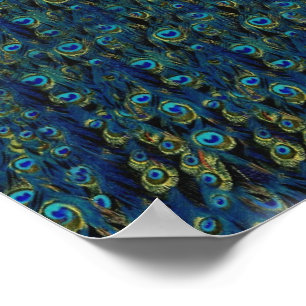 Vintage Pretty Peacock Bird Feathers Wallpaper Poster