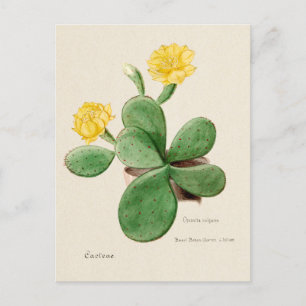 Vintage Prickly Pear Cactus Illustration Postcard