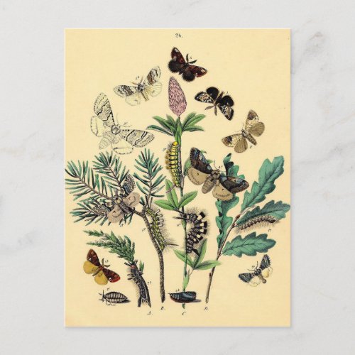 Vintage Print _ Bohemian Moths  Butterflies Postcard