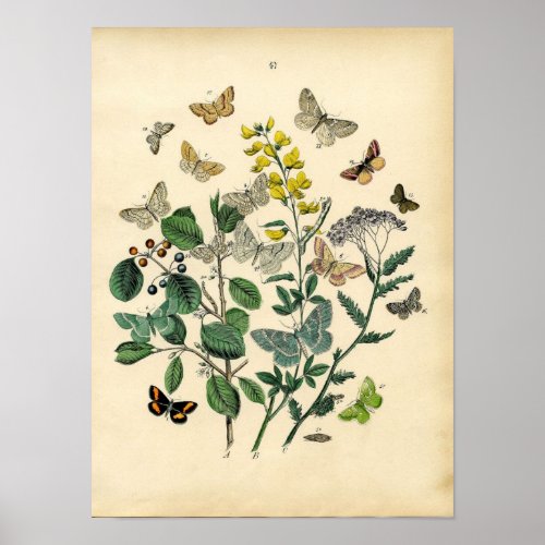 Vintage Print _ Lepidoptera _ Moths  Butterflies