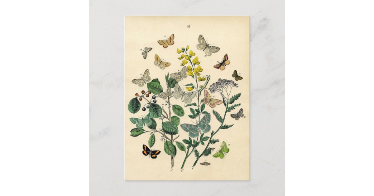 Vintage Print - Lepidoptera - Moths & Butterflies Postcard | Zazzle