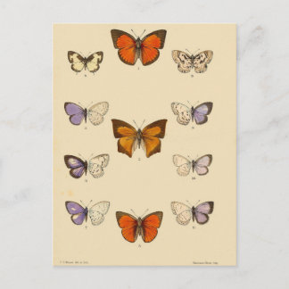 Vintage Print - New Indian lepidoptera Postcard