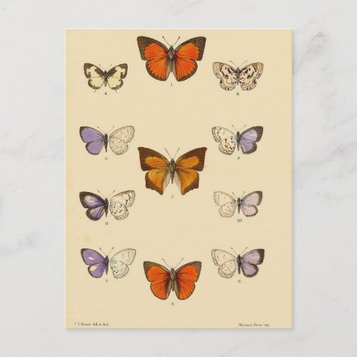 Vintage Print _ New Indian lepidoptera Postcard