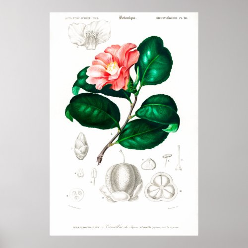 Vintage print of a Camellia japonica Poster