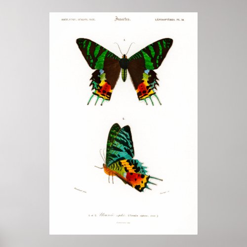 Vintage print  of a Madagascan Sunset Moth Poster